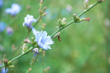 Close up of cornflowers. Selective focus. Plant background. Copy space. 