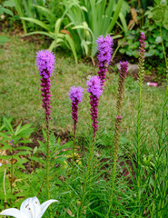Blut-Weiderich wächst im Garten