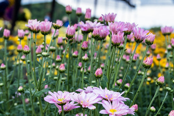 Fototapeta premium Beautiful chrysanthemum as background picture. Pink Chrysanthemum , chrysanthemums in autumn.