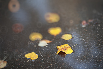 Autumn backgroun rain in the park