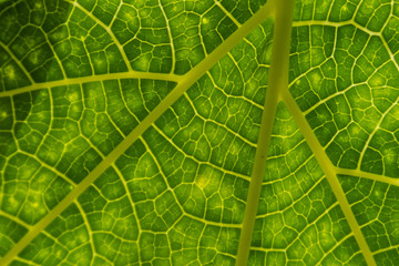 texture of green leaf