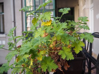 Beautiful CityScape of Budapest, Hungary