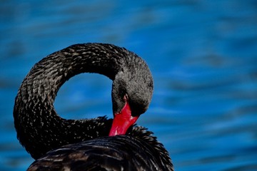 black swan