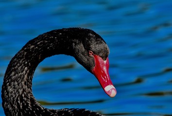 black swan