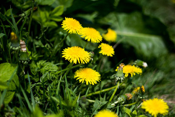 Taraxacum officinale. Several bright yellow dandelions with green leaves in the lush grass close-up.