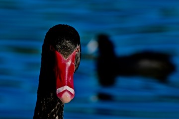 black swan