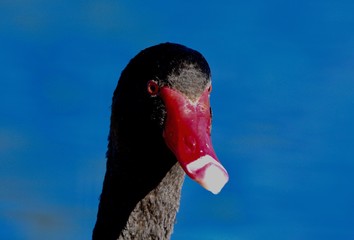 black swan