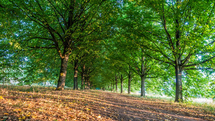 Allee durch Park und Wald Landschaft