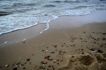 shells on the beach