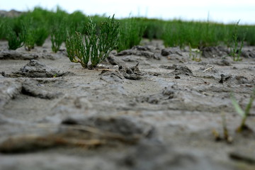 young plants growing on the beach