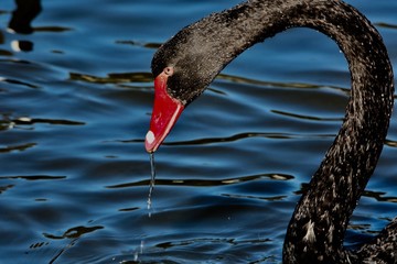 black swan