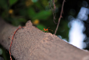 Red ants