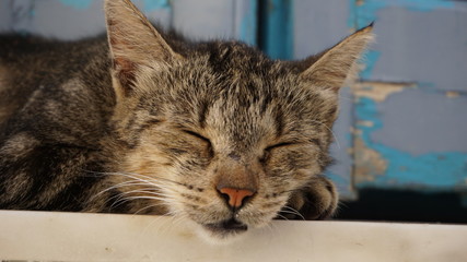 The sleeping cat