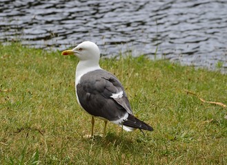 Möwe steht im Gras ( Laridae )