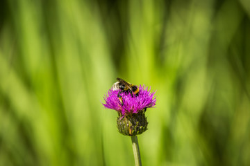 Beautiful spring flower blooming in the wood clearing. Blossoming forest scenery in close up.