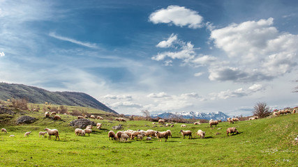 Fototapeta na wymiar landscape with sheep