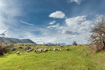 landscape with sheep
