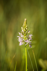 Beautiful spring flower blooming in the wood clearing. Blossoming forest scenery in close up.