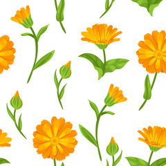 Calendula seamless pattern. Orange bright flowers with green leaves, stems and buds on a white background. Vector floral illustration in cartoon simple style. - obrazy, fototapety, plakaty