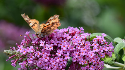 Distelfalter, Falter, Schmetterling, Vanessa cardui, Flieder, Schmetterlingsbaum, Syringa
