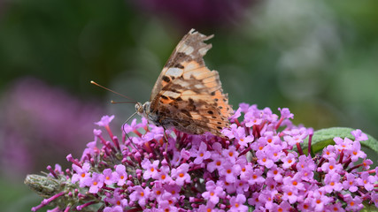 Distelfalter, Falter, Schmetterling, Vanessa cardui, Flieder, Schmetterlingsbaum, Syringa