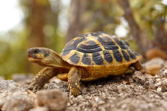 Tortue hermann se d&eacute;pla&ccedil;ant dans son milieu naturel
