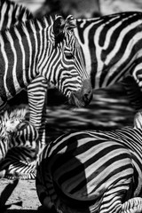 Fototapeta na wymiar A herd of zebras gathered together