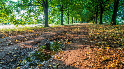 Allee durch Park und Wald Landschaft