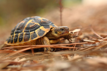 Tortue hermann de terre de la plaine des Maures