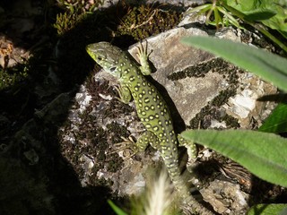Young Ocellated Lizard, Sierra de Grazalema, Spain