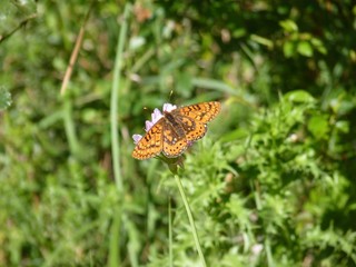 Marsh Fritillary, Sierra de Grazalema, Spain