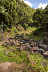 Fototapeta na wymiar Forest with the river, Sao Miguel, Azores