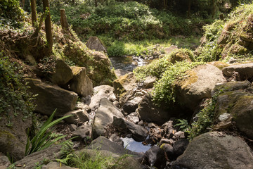 Forest with the river, Sao Miguel, Azores