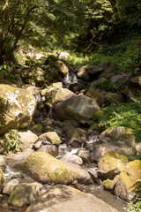 Forest with the river, Sao Miguel, Azores