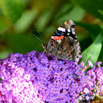 Admiral, Schmetterling, Falter, Tagfalter, Vanessa atalanta, Insekt,Makro