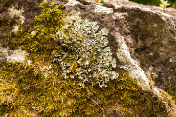 Lichen growing on a stone