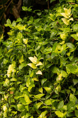 Wall of small fresh leaves