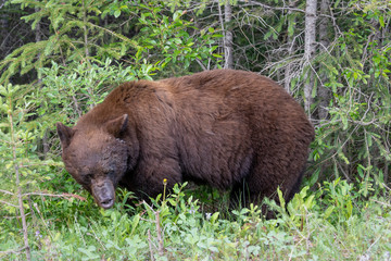 Big Brown Grizzly Bear on edge of woods 