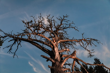 Dry dead tree at night