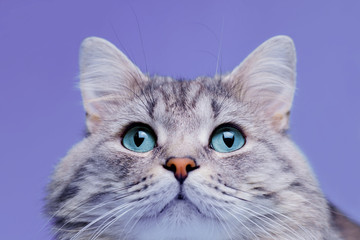 Close up view of funny smiling Gray tabby cute kitten with blue eyes. Pets and lifestyle concept. Portrait of lovely fluffy cat.