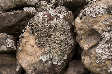 Lichen growing on a stone