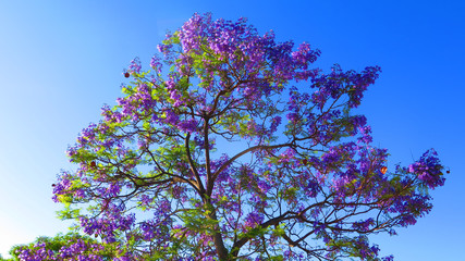 Blue flowers on Jacaranda tree in Andalusian village