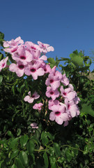 Climbing Bower Vine against blue sky