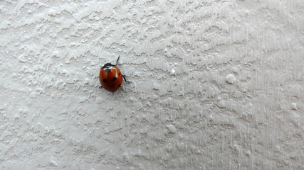 Ladybird climbing white rough wall