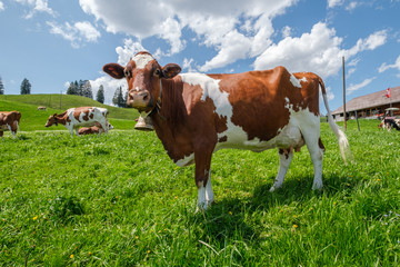 Fototapeta na wymiar Cow with cowbell in an alpine meadow in the swiss alps in front of a farm with swiss flag