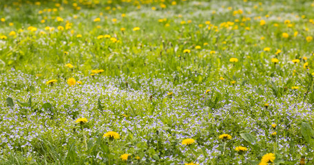 The dandelions blossoming in yellow color in the field