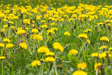 Obraz premium The dandelions blossoming in yellow color in the field
