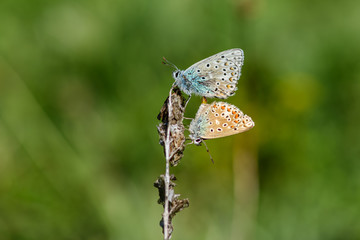 Mating common blue butterflies against a green bokeh background