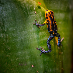 Mimic Poison Frog or poison arrow frog