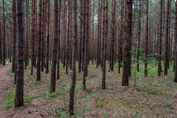 Pine Forest in Latvia
